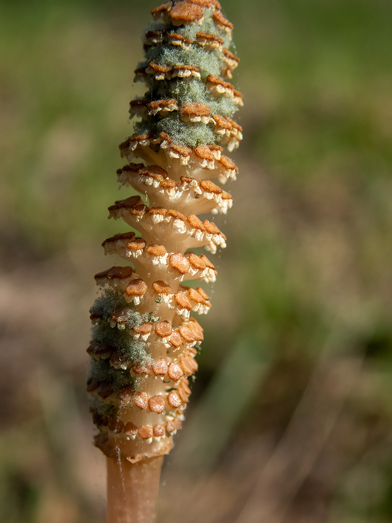 Image of Equisetum arvense specimen.