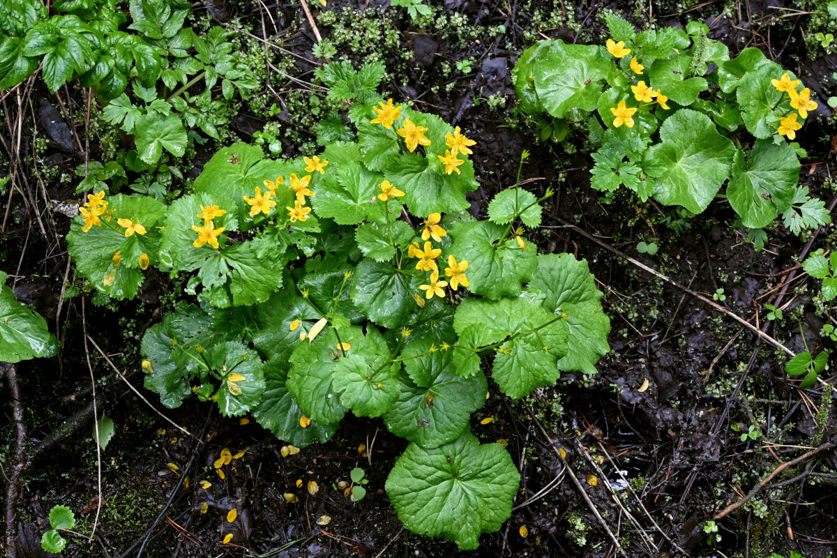 Изображение особи Caltha palustris.