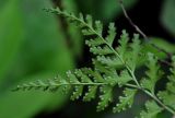 Dennstaedtia wilfordii. Верхушка вайи с сорусами (вид снизу). Приморье, Хасанский р-н, Кравцовские водопады, на скале у подножия. 01.08.2021.