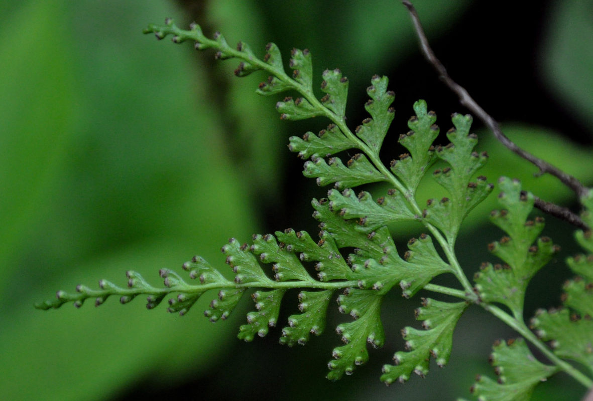 Изображение особи Dennstaedtia wilfordii.