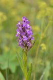 Dactylorhiza euxina. Верхушка цветущего растения. Карачаево-Черкесия, Карачаевский р-н, Большой Кавказ, правый берег р. Кичкинекол (Узункольский), ≈ 2180 м н.у.м., частично задернованная каменная россыпь. 21.07.2023.