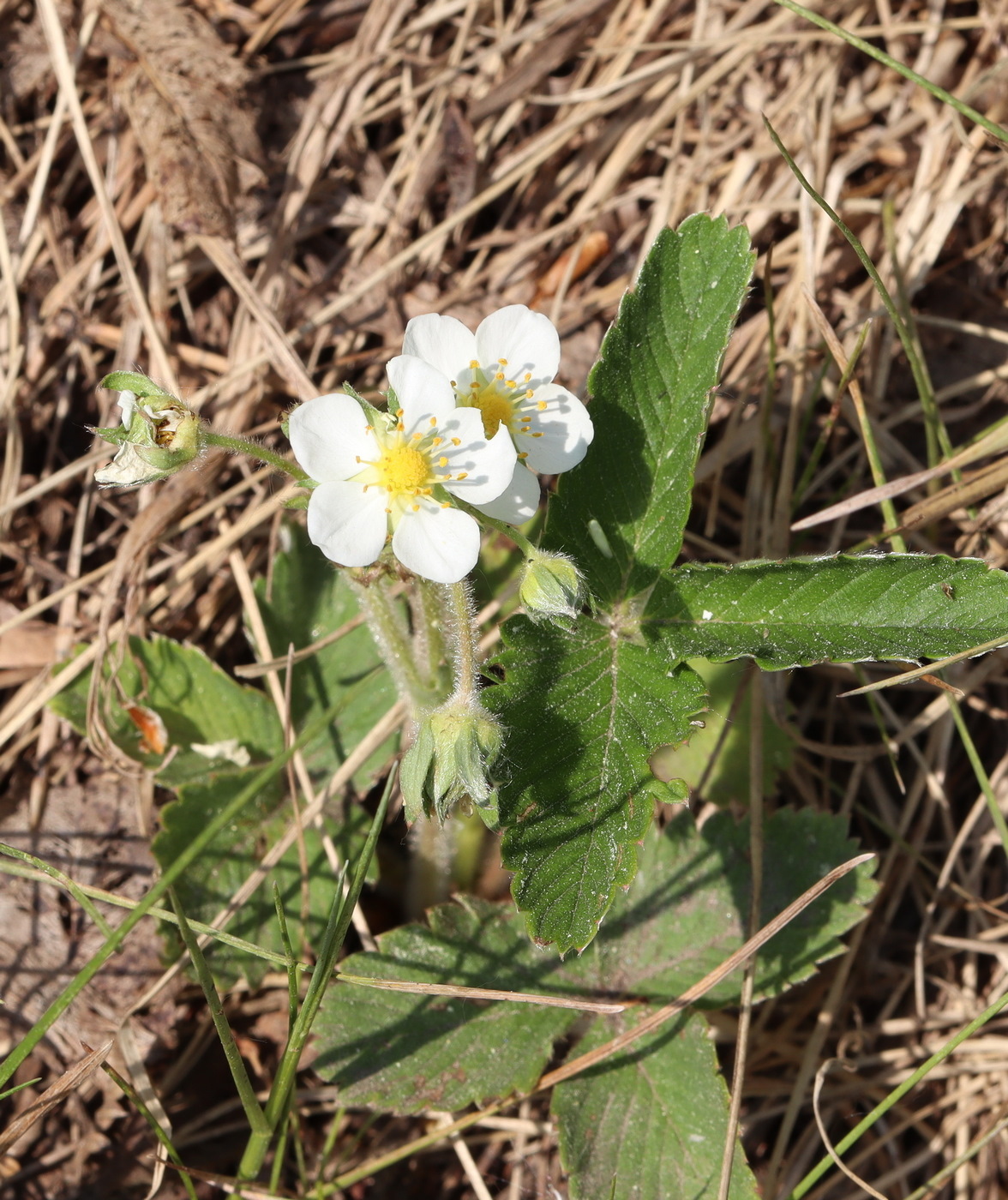 Изображение особи Fragaria moschata.