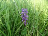 Anacamptis laxiflora подвид elegans