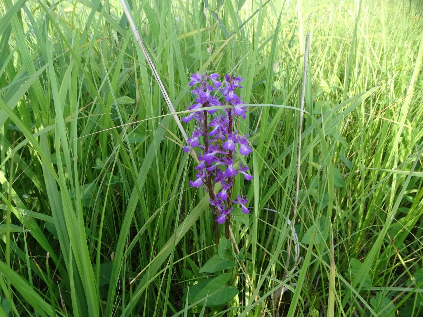 Image of Anacamptis laxiflora ssp. elegans specimen.