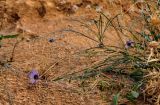 Catananche caerulea. Верхушки цветущего и отплодоносившего растений. Марокко, обл. Драа - Тафилалет, окр. г. Тингир, ущелье Тодра, на скале. 02.01.2023.