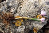 Colchicum triphyllum. Выкопанное цветущее растение. Крым, Севастополь, мыс Кая-Баш. 21 января 2011 г.
