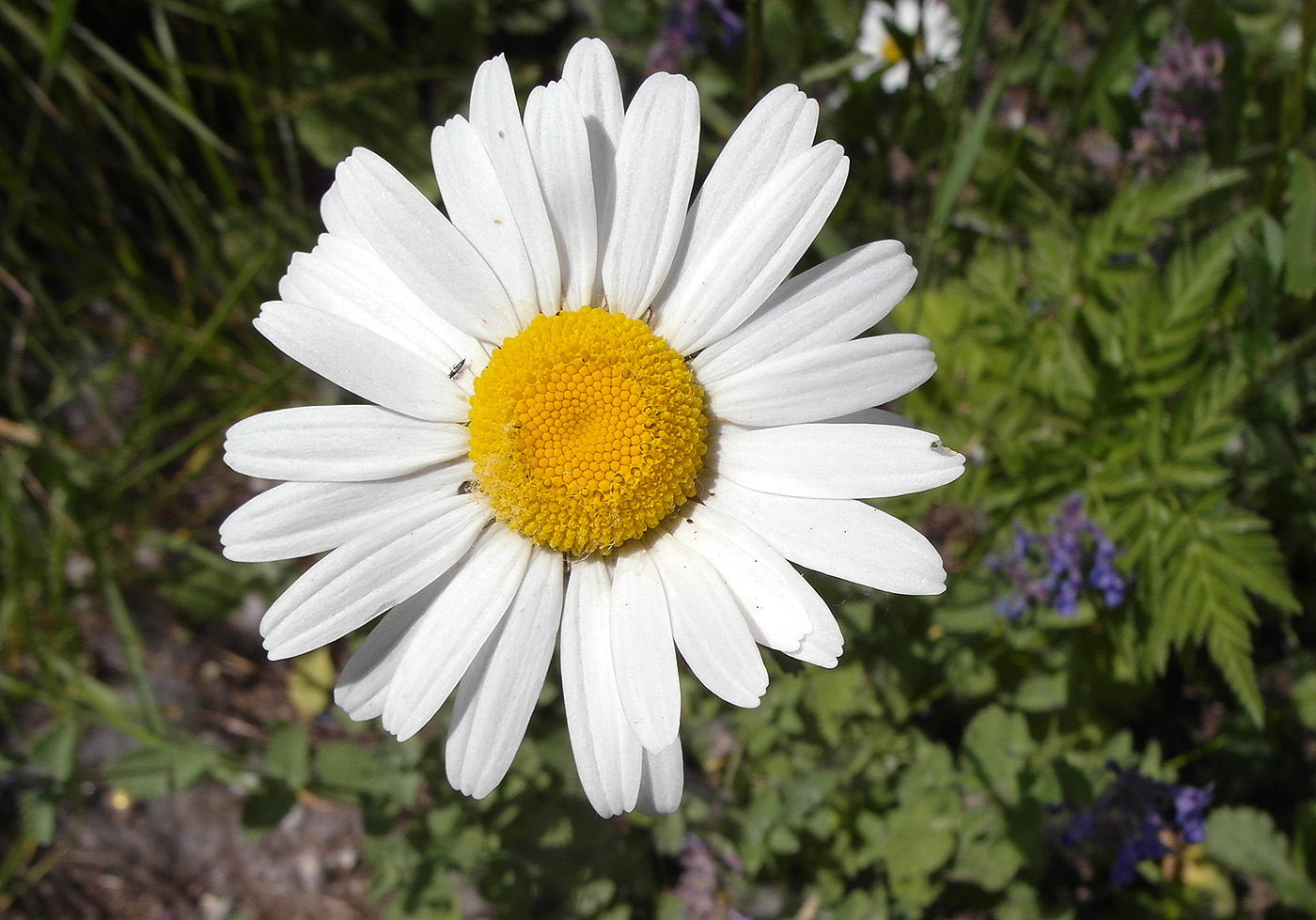 Изображение особи род Leucanthemum.