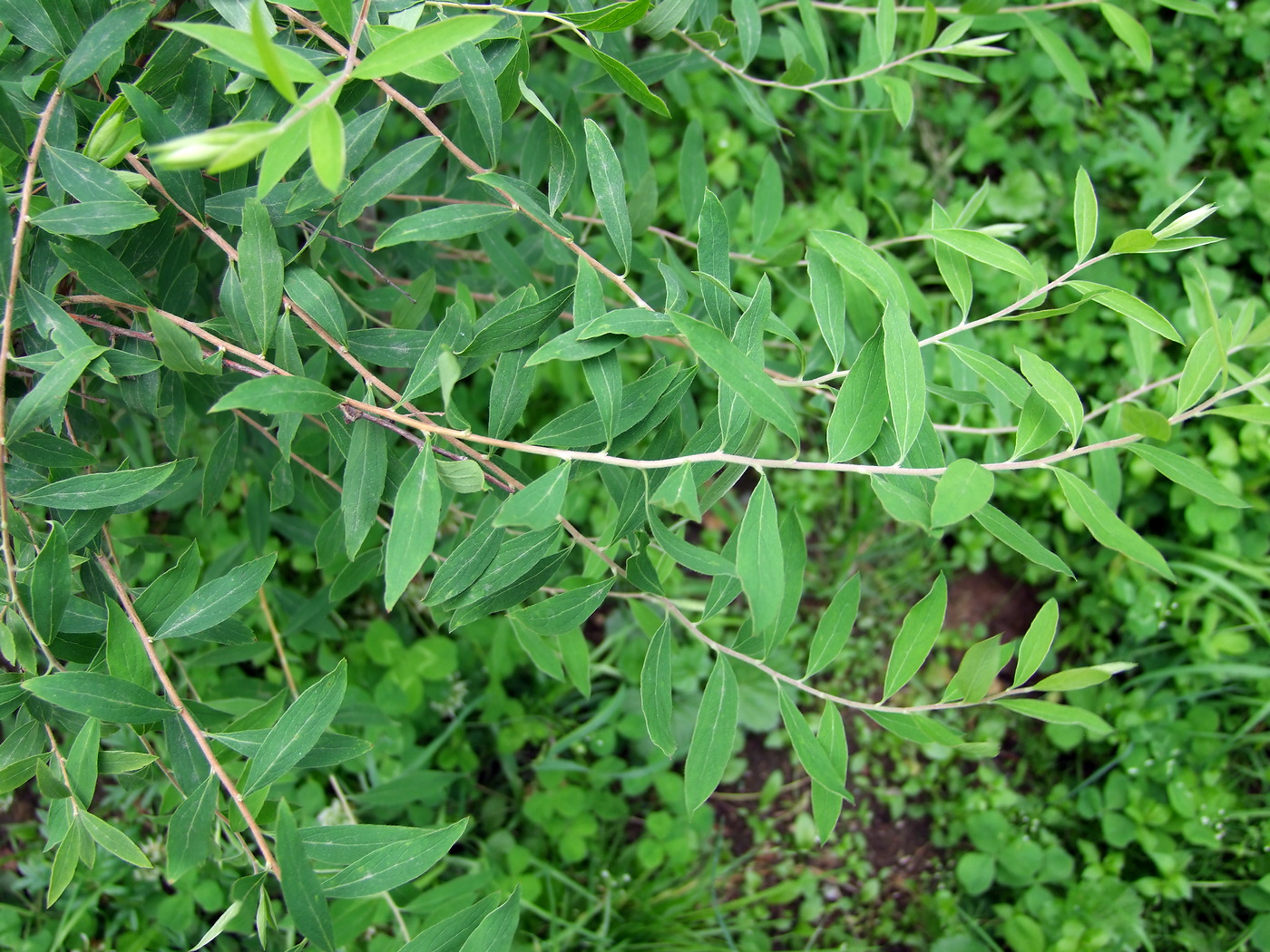 Image of Spiraea &times; cinerea specimen.