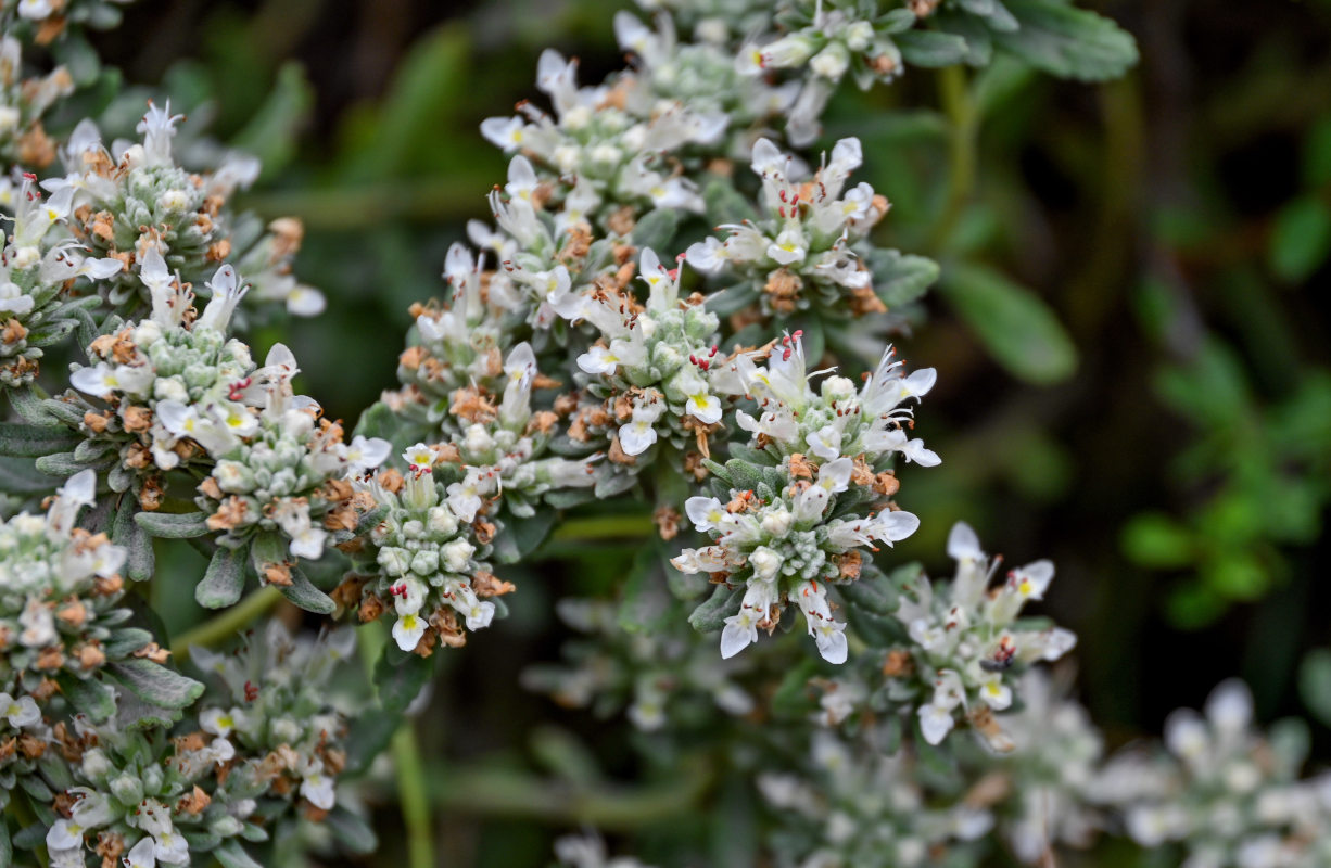 Изображение особи Teucrium capitatum.