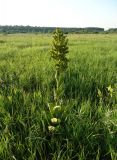 Veratrum lobelianum