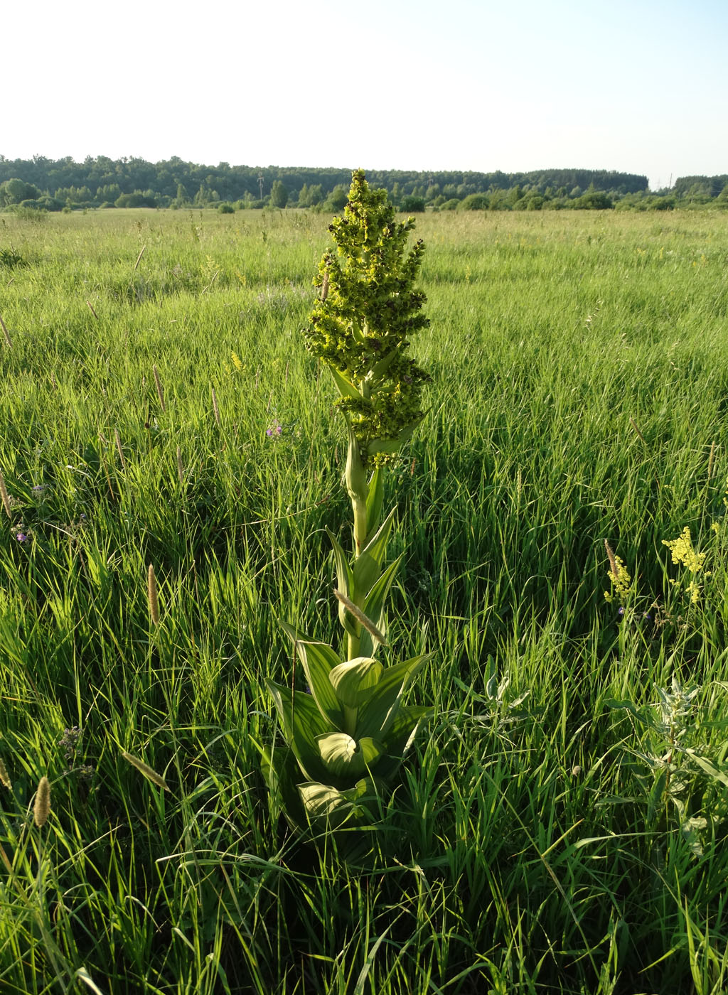 Изображение особи Veratrum lobelianum.