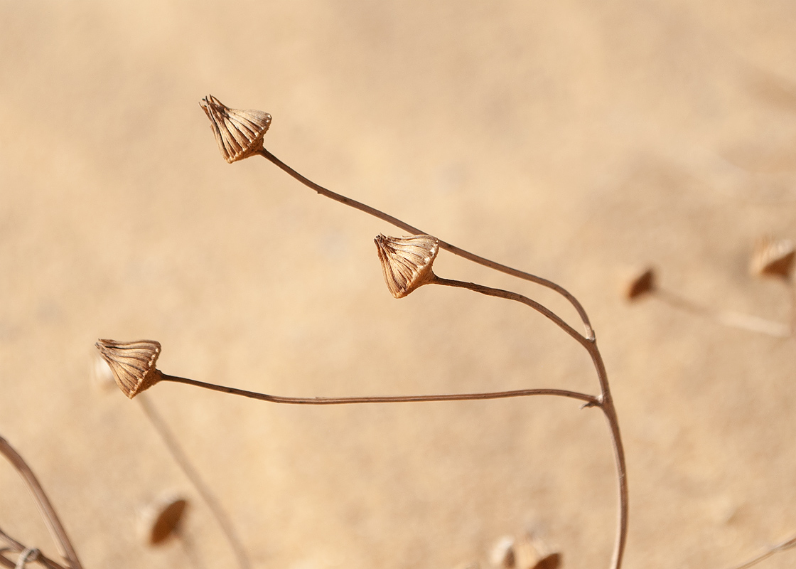 Image of familia Asteraceae specimen.