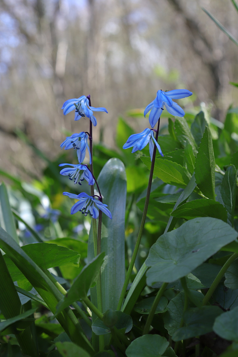 Изображение особи Scilla siberica.