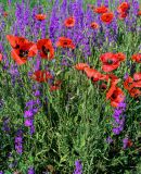 genus Papaver