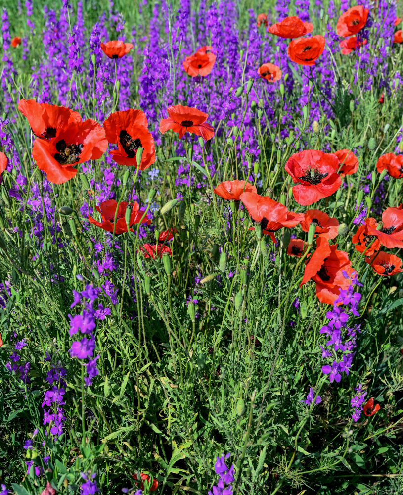 Изображение особи род Papaver.