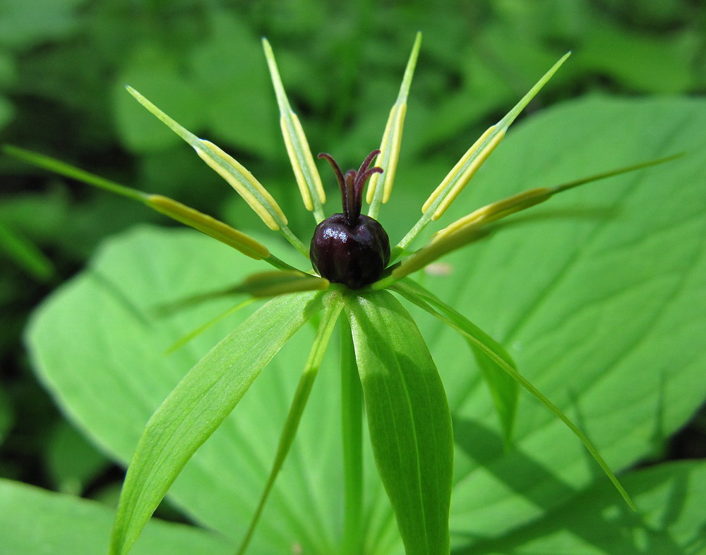 Image of Paris quadrifolia specimen.