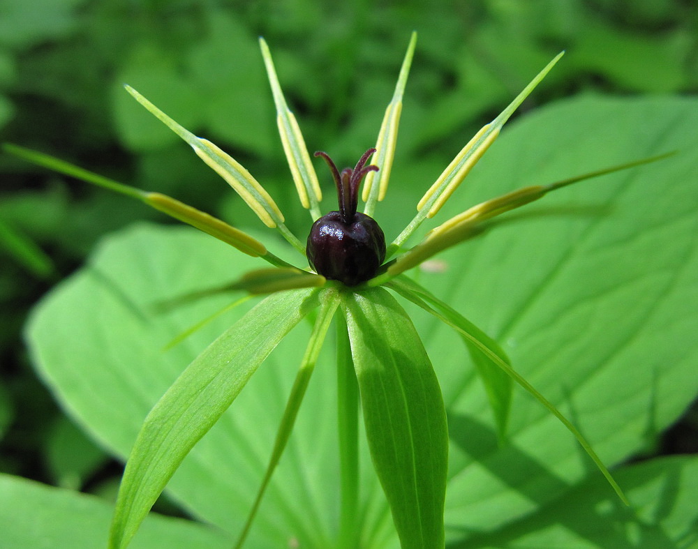 Изображение особи Paris quadrifolia.