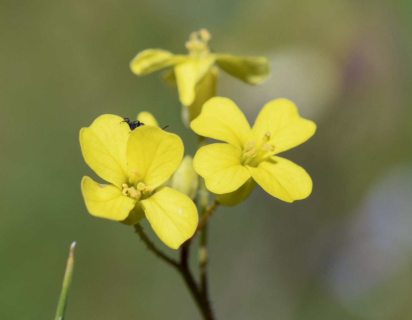Image of Bunias erucago specimen.