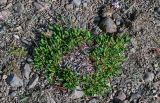 genus Dryas. Старое плодоносящее растение в сообществе с Dianthus repens. Красноярский край, Таймырский Долгано-Ненецкий р-н, плато Путорана, долина р. Кутарамакан, каменистый пляж. 25.07.2023.