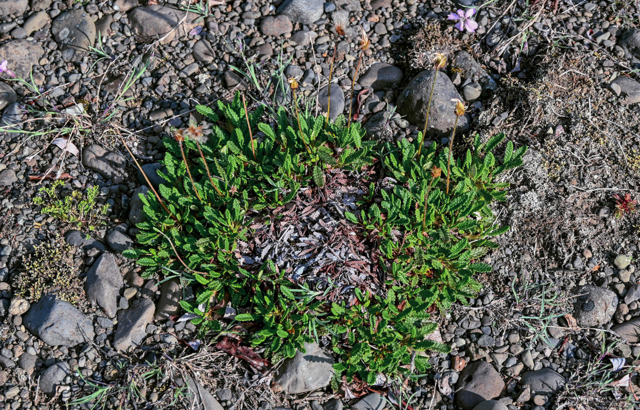 Image of genus Dryas specimen.