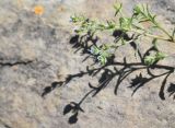 Lappula squarrosa