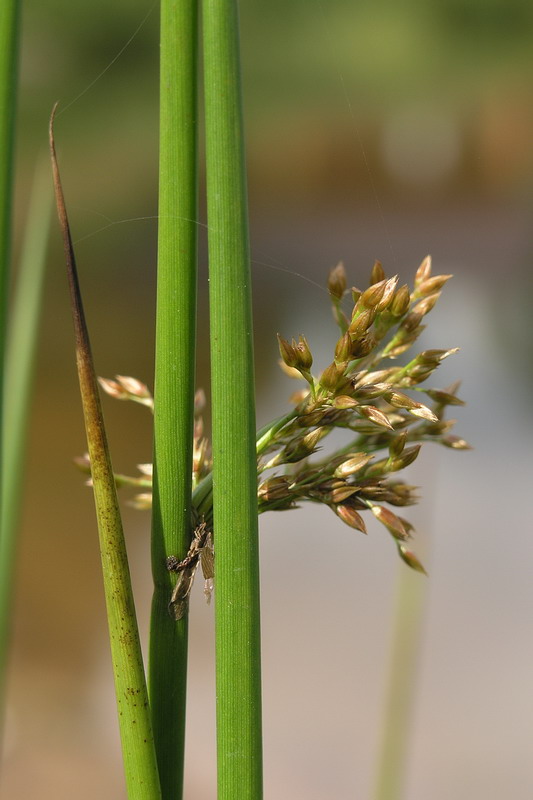 Изображение особи Juncus effusus.