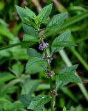 Mentha arvensis