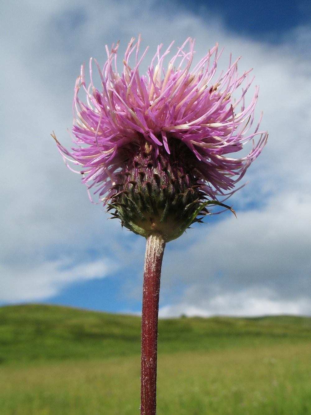 Image of Cirsium serratuloides specimen.