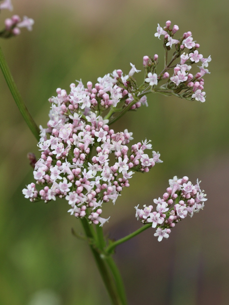 Изображение особи Valeriana salina.