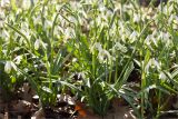 Galanthus nivalis. Цветущие растения (сорт 'Warei'). Санкт-Петербург, Ботанический сад Петра Великого, северный двор, цветник. 30.03.2025.
