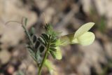 Vicia hybrida