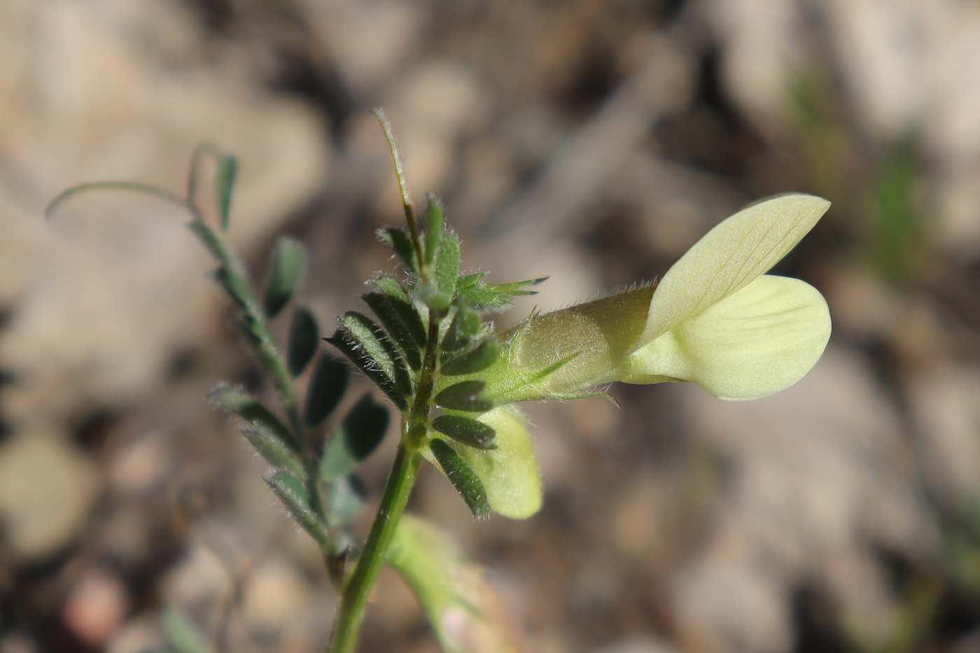 Image of Vicia hybrida specimen.