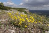 Helianthemum georgicum