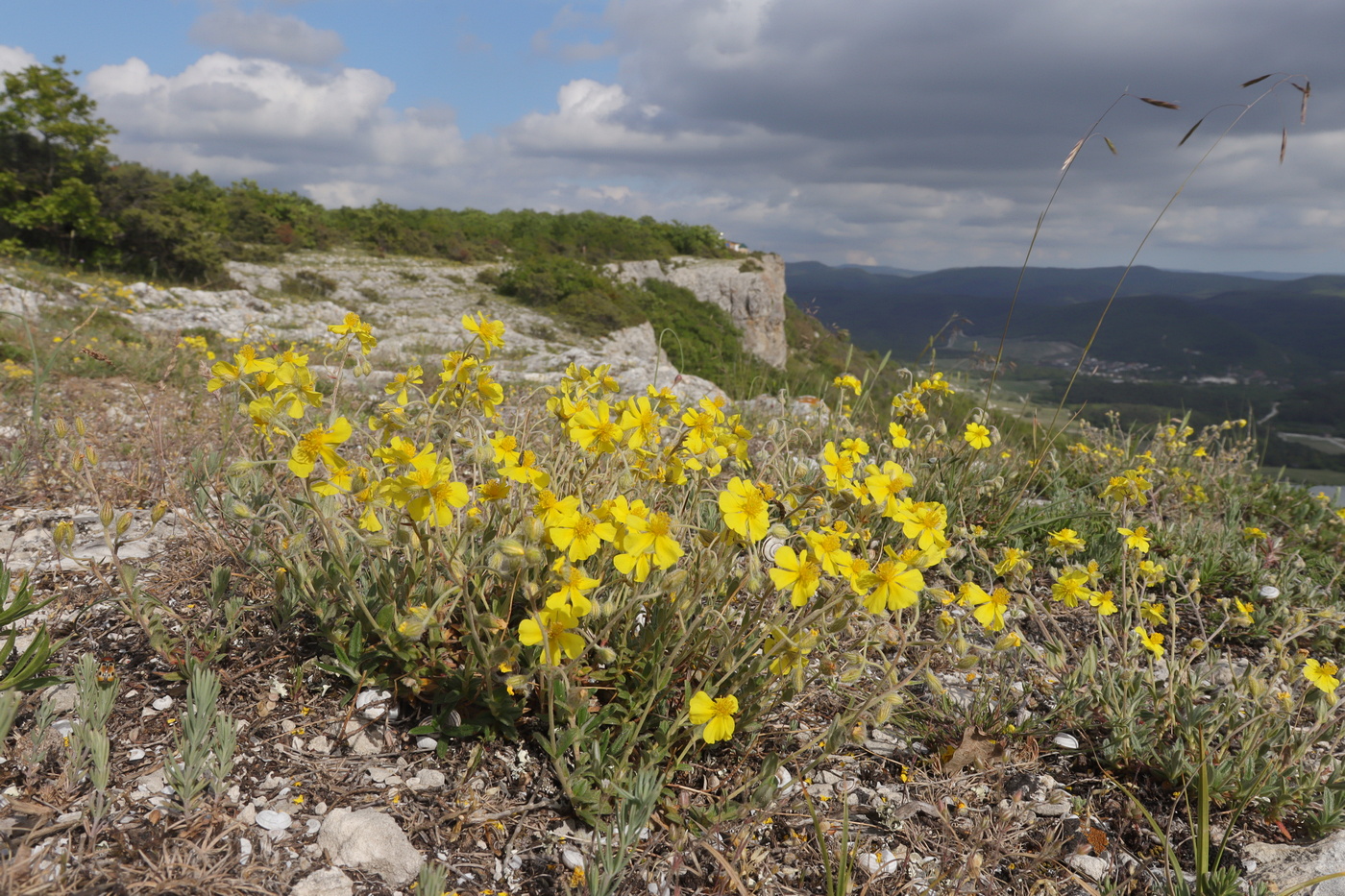 Image of Helianthemum georgicum specimen.