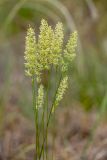 Koeleria macrantha