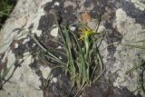 genus Tragopogon