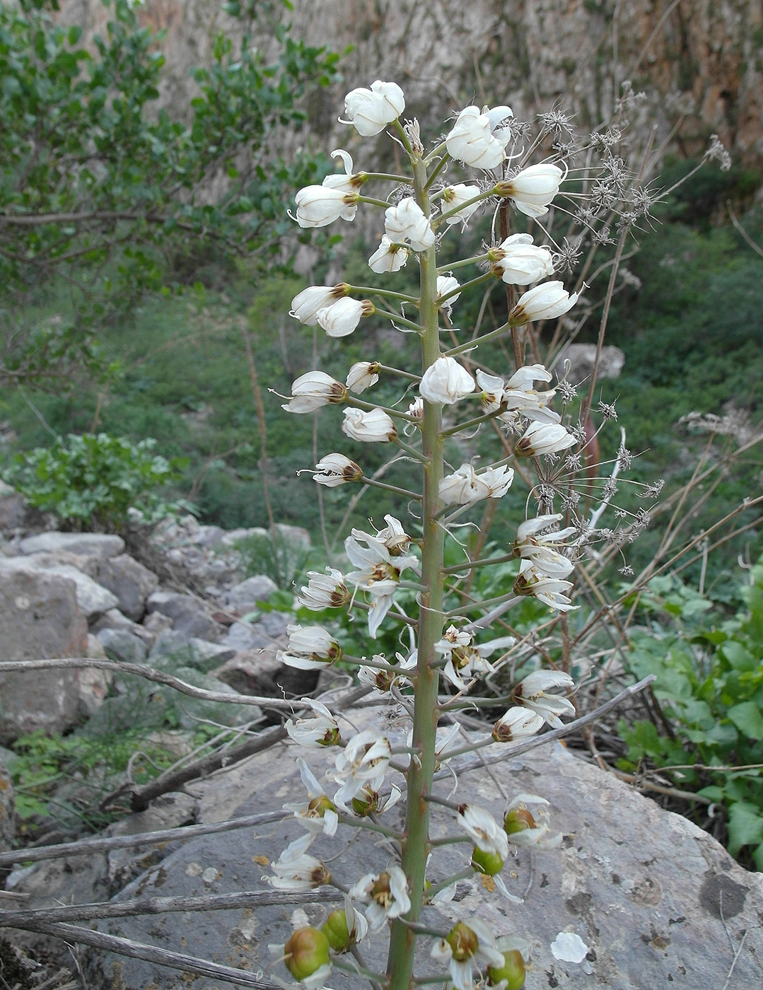 Image of Eremurus lactiflorus specimen.