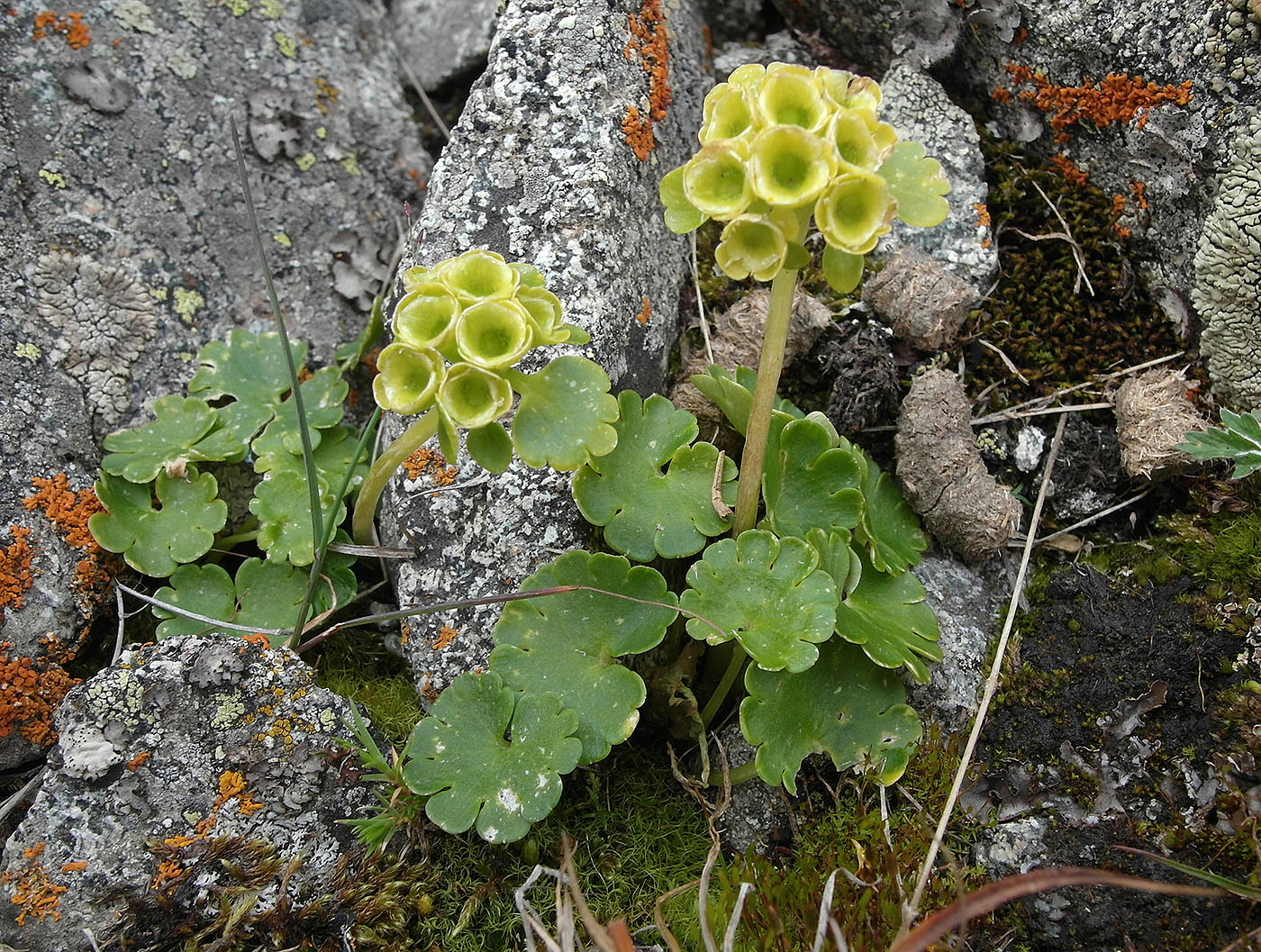Image of Chrysosplenium nudicaule specimen.