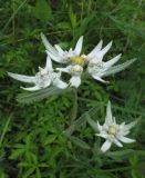 Leontopodium conglobatum