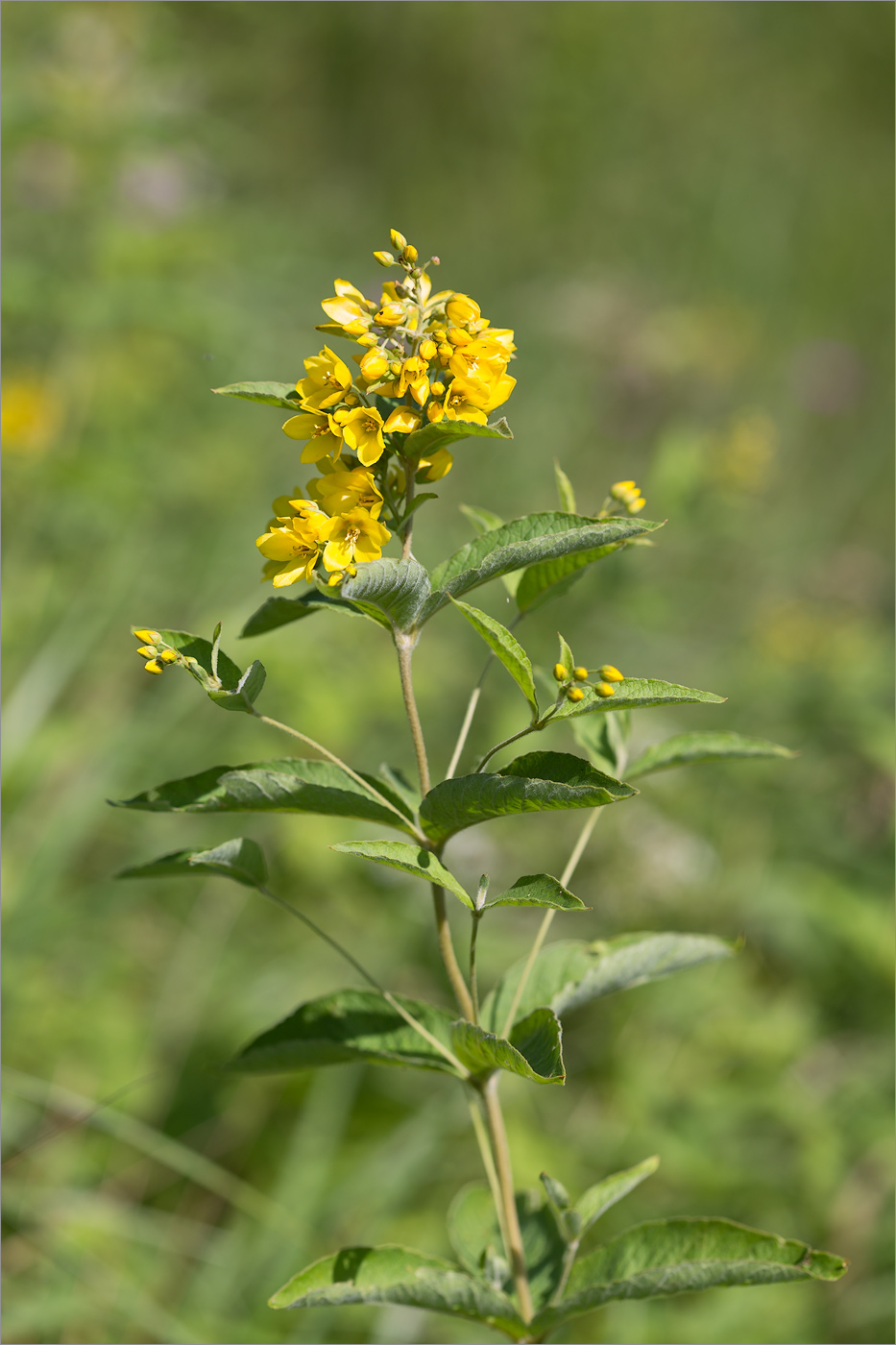 Image of Lysimachia vulgaris specimen.