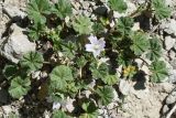 genus Malva
