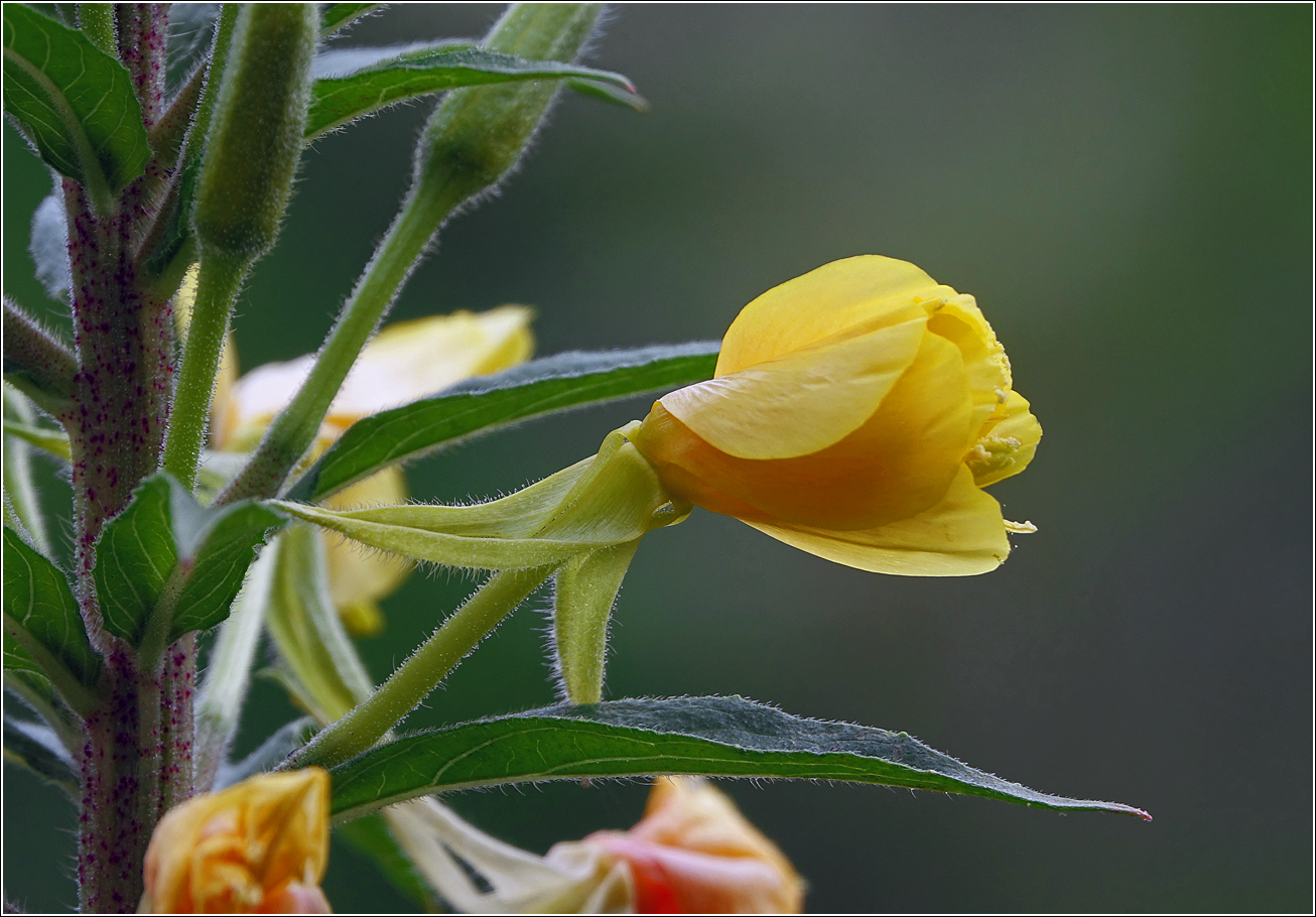 Image of Oenothera rubricaulis specimen.