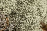 Cladonia stellaris