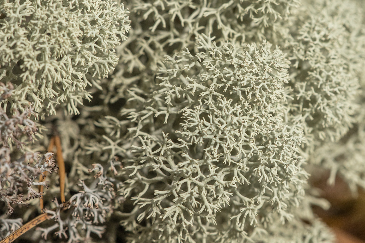 Image of Cladonia stellaris specimen.