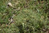 genus Astragalus. Вегетирующее растение. Турция, ил Ван, окр. Кармраванк, горная степь. 22 мая 2025 г.