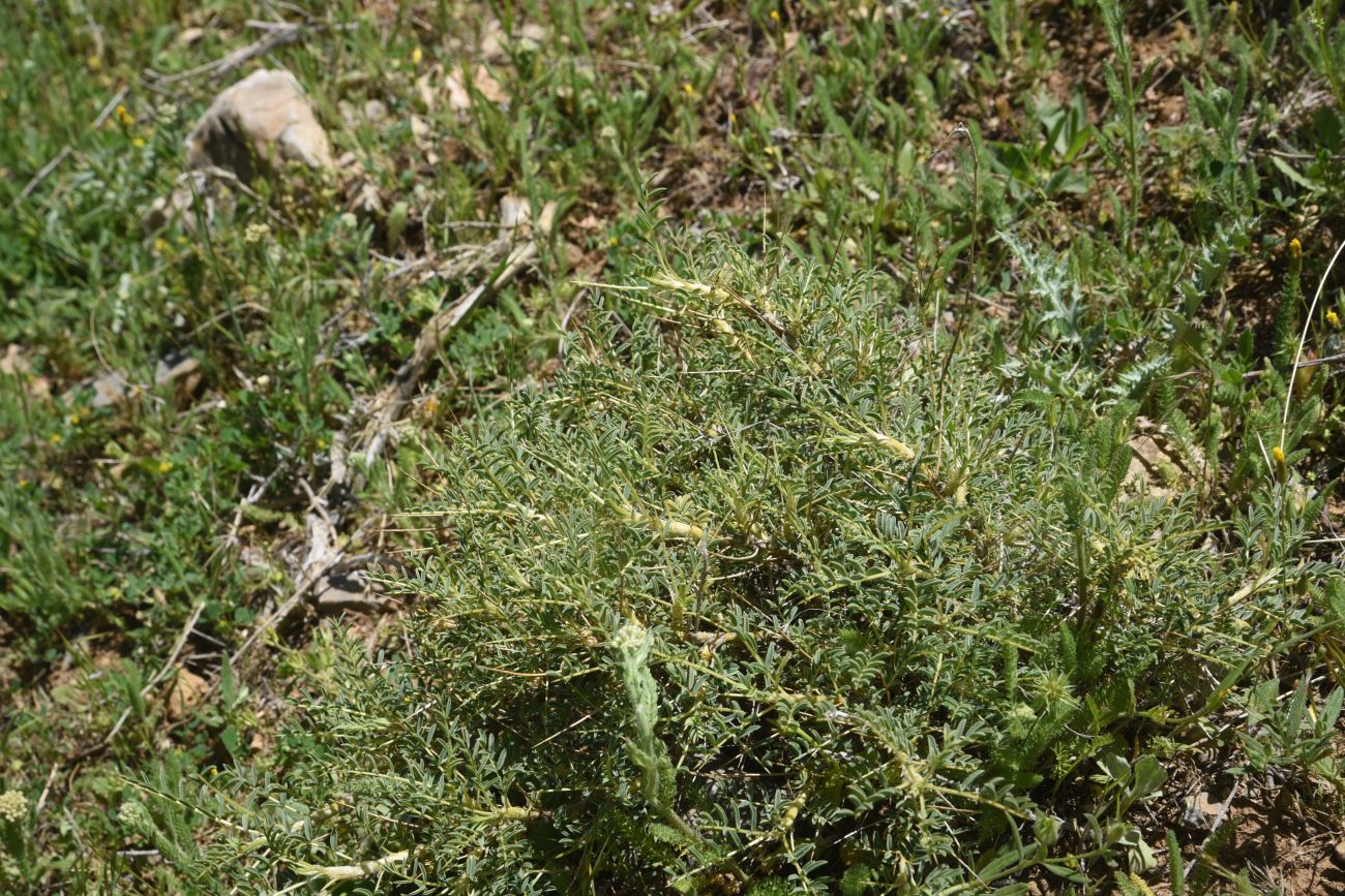Image of genus Astragalus specimen.