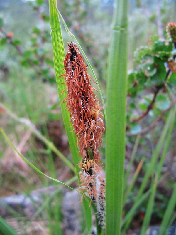 Изображение особи Carex cespitosa.