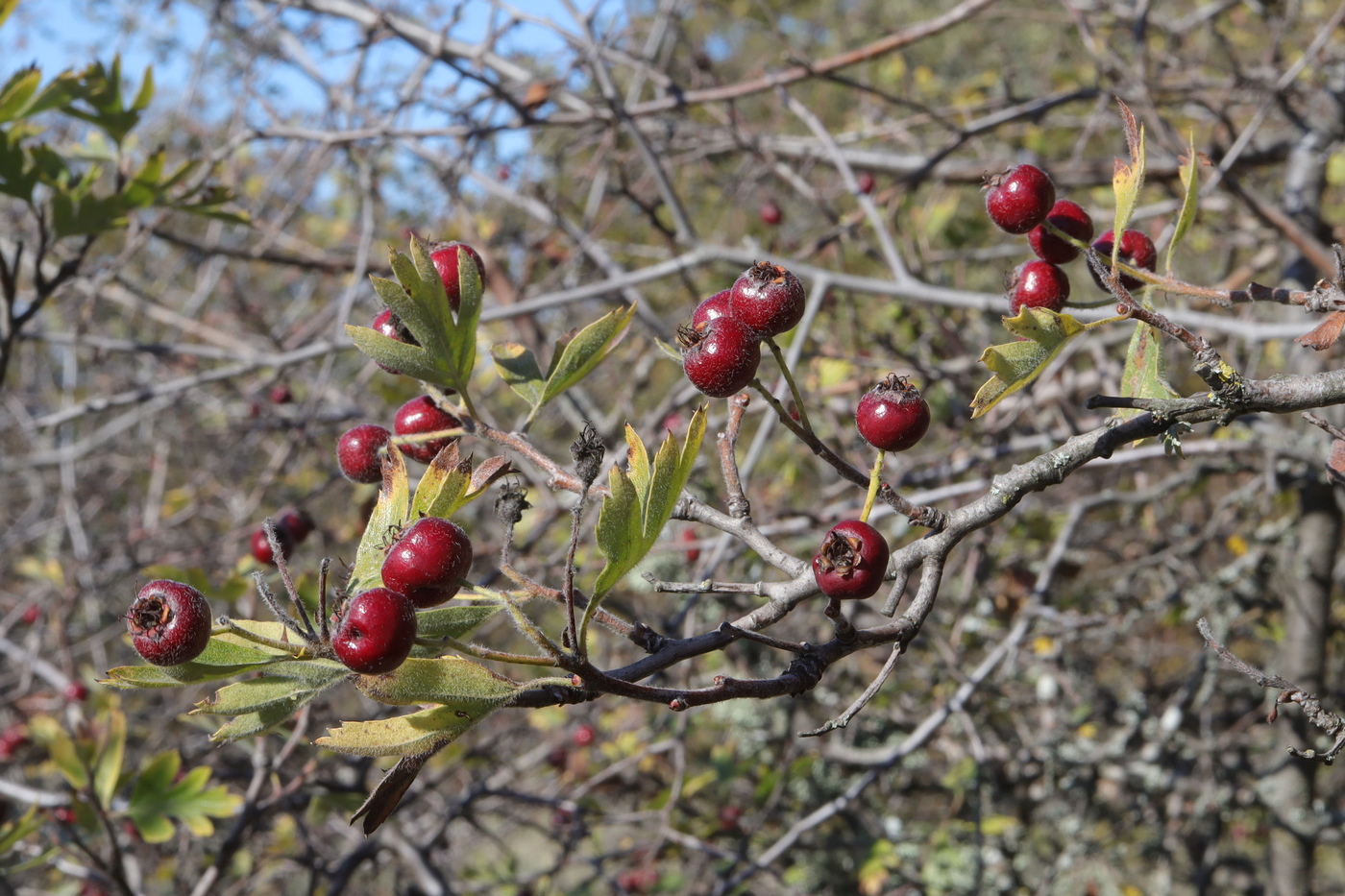 Image of Crataegus × tournefortii specimen.