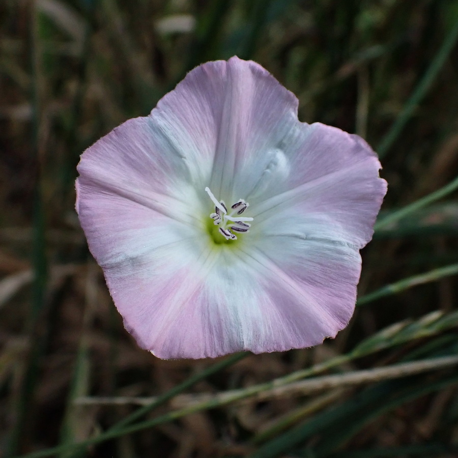 Изображение особи Convolvulus arvensis.