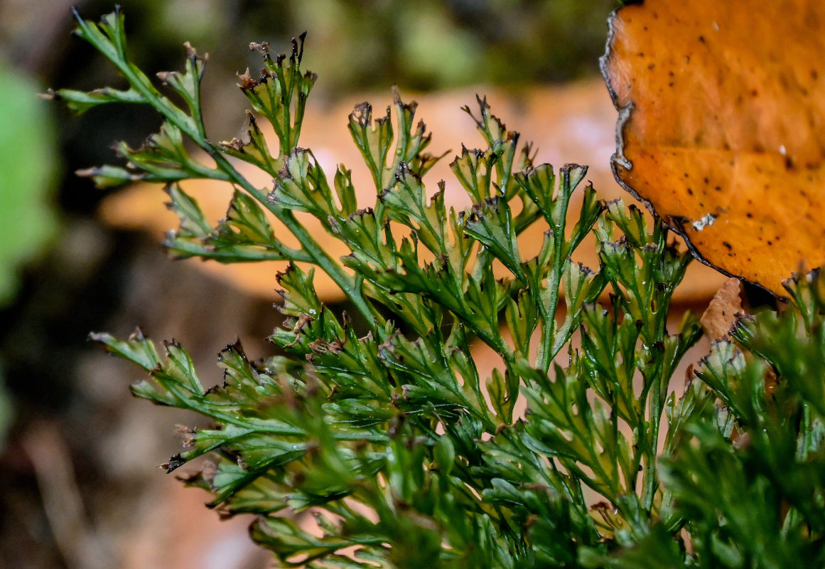 Image of Vandenboschia speciosa specimen.